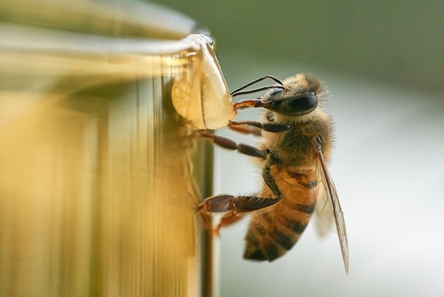 Honeypot
